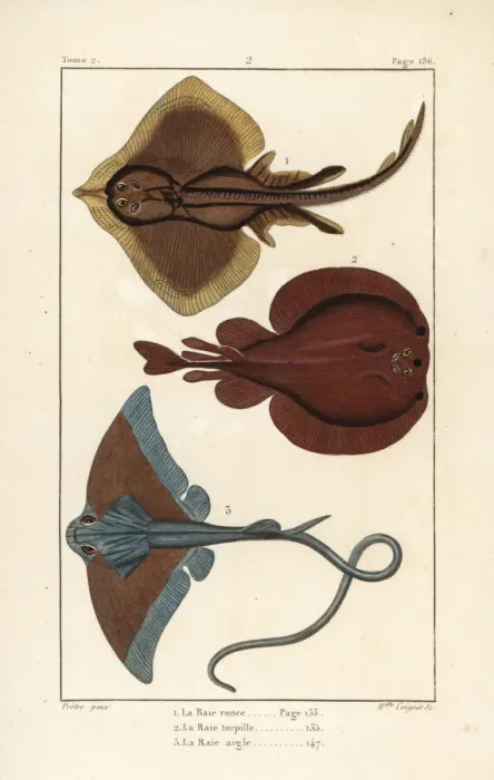 Framed Print : Thornback ray, torpedo, and eagle ray Framed Print : Thornback ray, torpedo, and eagle ray