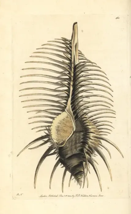 Framed Print : Thorny or caltrop murex, Murex tribulus Framed Print : Thorny or caltrop murex, Murex tribulus