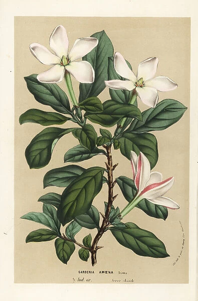 Thorny gardenia, Hyperacanthus amoenus