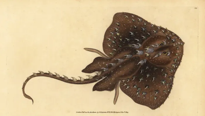 Framed Print : Thorny skate, Amblyraja radiata. Vulnerable Framed Print : Thorny skate, Amblyraja radiata. Vulnerable