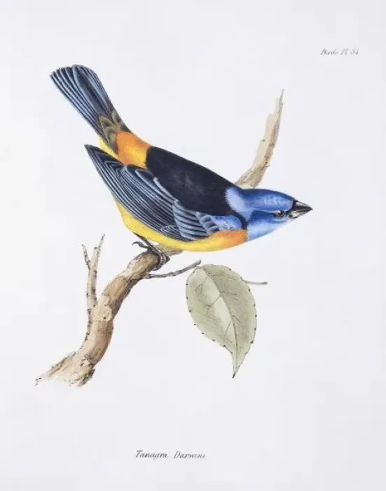 Framed Print : Thraupis bonariensis, blue and yellow tanager Framed Print : Thraupis bonariensis, blue and yellow tanager