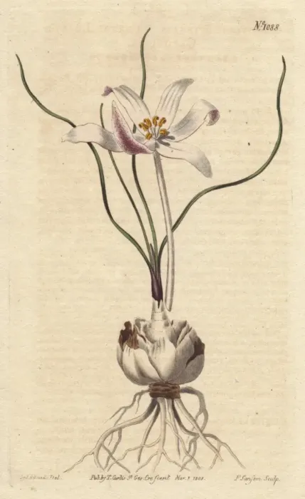 Framed Print : Thread-leaved gethylis with white and lilac Framed Print : Thread-leaved gethylis with white and lilac