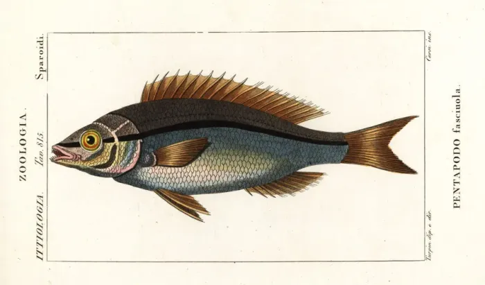 Framed Print : Threadfin bream, Pentapodus fasciuola Framed Print : Threadfin bream, Pentapodus fasciuola