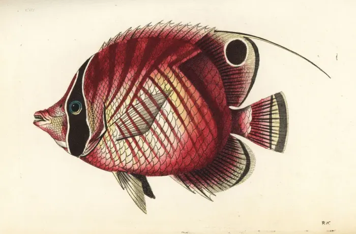 Framed Print : Threadfin butterflyfish, Chaetodon auriga Framed Print : Threadfin butterflyfish, Chaetodon auriga