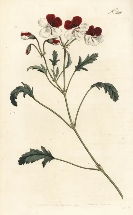 Framed Print : Three-coloured crane s-bill, Pelargonium tricolor Framed Print : Three-coloured crane s-bill, Pelargonium tricolor