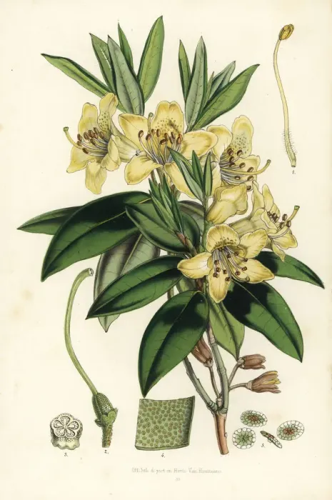 Framed Print : Three-flowered rhododendron, Rhododendron triflorum