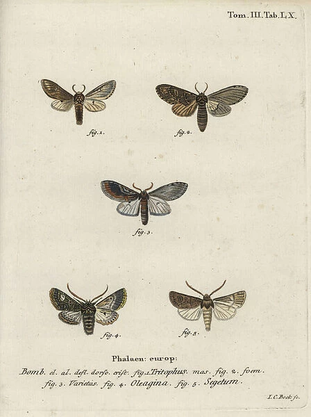 Three-humped prominent, olive moth and turnip moth