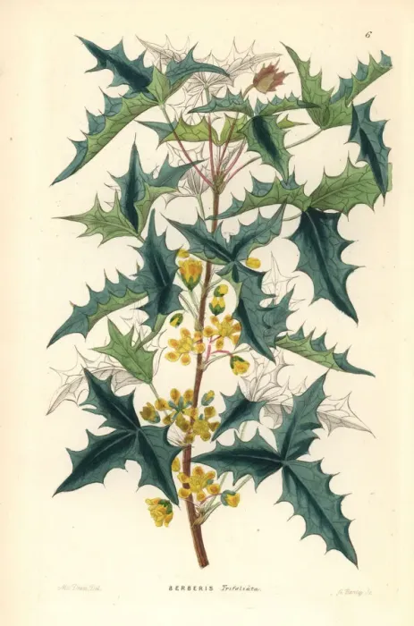 Framed Print : Three-leaved berberry, Berberis trifoliata Framed Print : Three-leaved berberry, Berberis trifoliata