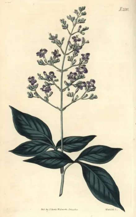 Framed Print : Three-leaved chaste tree, Vitex trifolia Framed Print : Three-leaved chaste tree, Vitex trifolia