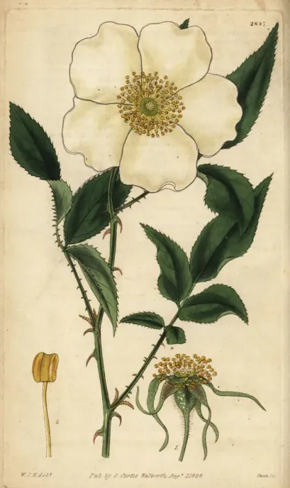 Framed Print : Three-leaved Chinese rose, Rosa sinica Framed Print : Three-leaved Chinese rose, Rosa sinica