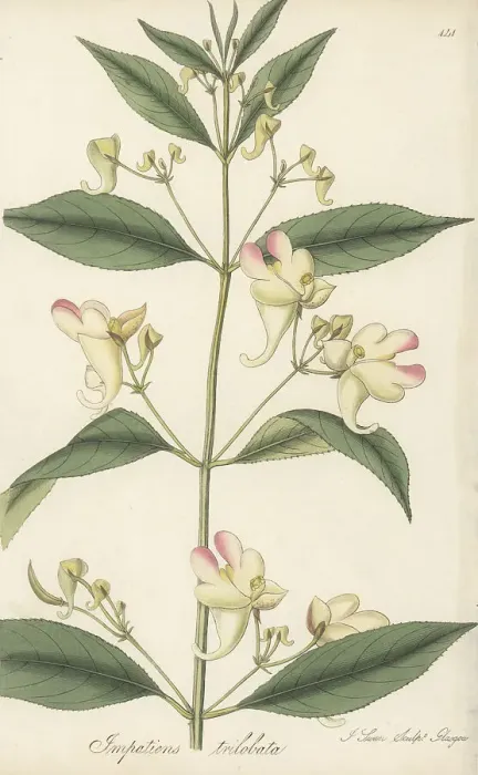 Framed Print : Three-lobed balsam, Impatiens trilobata Framed Print : Three-lobed balsam, Impatiens trilobata