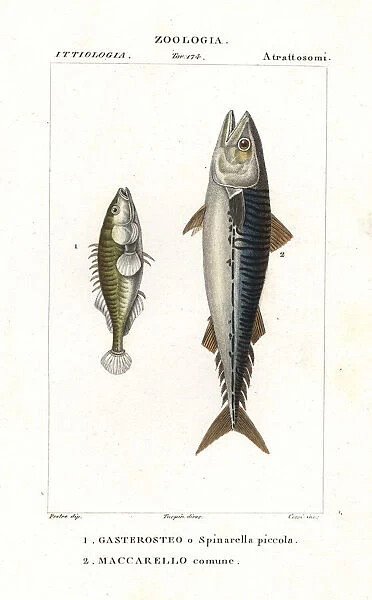 Three-spined stickleback and Atlantic mackerel