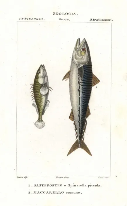 Framed Print : Three-spined stickleback and Atlantic mackerel Framed Print : Three-spined stickleback and Atlantic mackerel