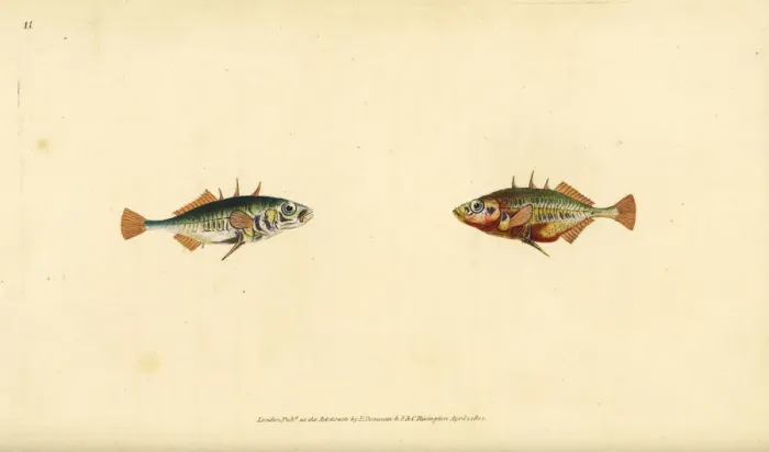 Framed Print : Three-spined stickleback, Gasterosteus aculeatus Framed Print : Three-spined stickleback, Gasterosteus aculeatus