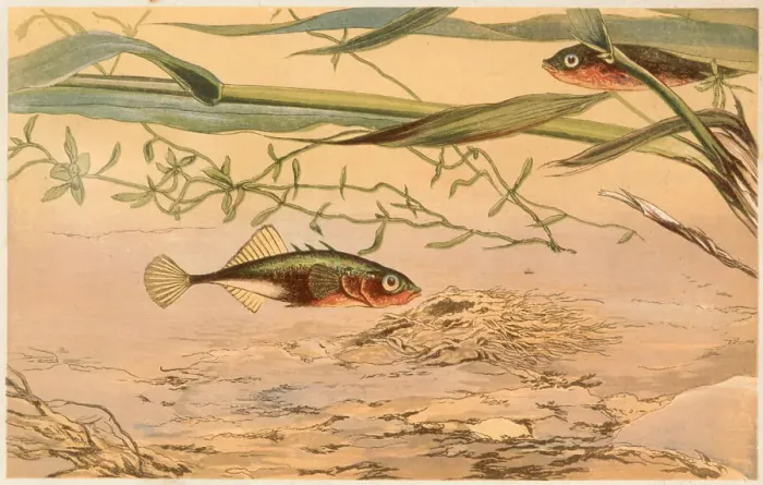 Framed Print : A three-spined stickleback swims near its nest. Date: 1869
