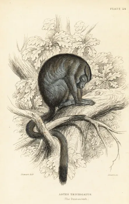Framed Print : Three-striped night monkey, Aotus trivirgatus Framed Print : Three-striped night monkey, Aotus trivirgatus
