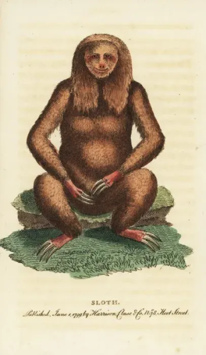 Framed Print : Three-toed sloth, Bradypus tridactylus Framed Print : Three-toed sloth, Bradypus tridactylus