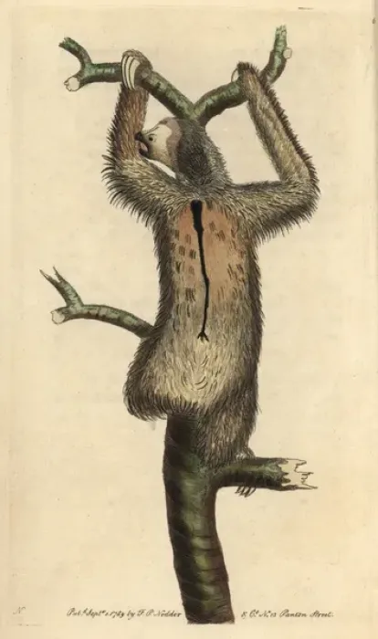 Framed Print : Three-toed sloth or pale-throated sloth, Bradypus Framed Print : Three-toed sloth or pale-throated sloth, Bradypus