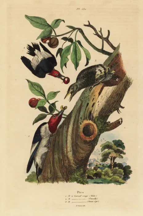 Framed Print : Three-toed woodpecker, Picoides tridactylus Framed Print : Three-toed woodpecker, Picoides tridactylus