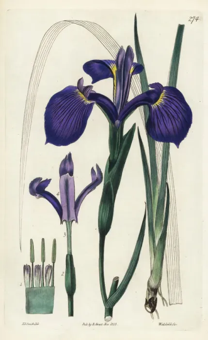 Framed Print : Three-toothed iris, Iris tridentata Framed Print : Three-toothed iris, Iris tridentata