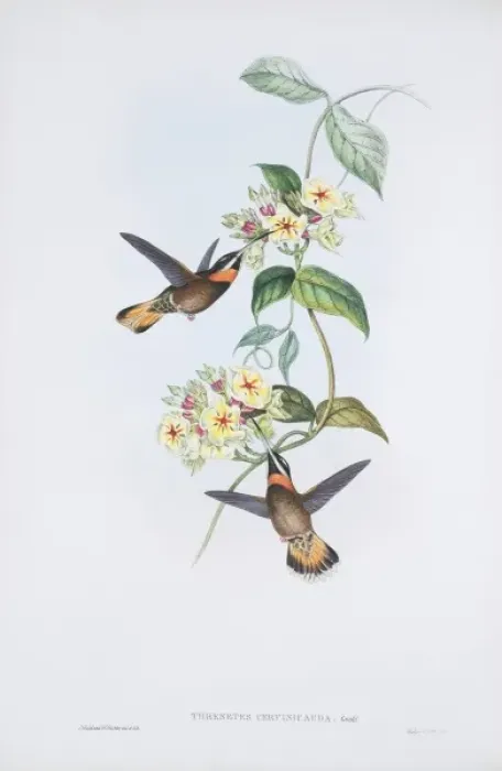 Framed Print : Threnetes niger cervinicauda, pale-tailed barbthroat Framed Print : Threnetes niger cervinicauda, pale-tailed barbthroat