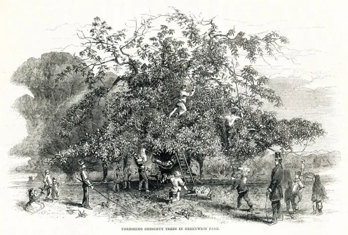 Framed Print : Threshing chestnuts trees in Greenwich Park 1857 Framed Print : Threshing chestnuts trees in Greenwich Park 1857