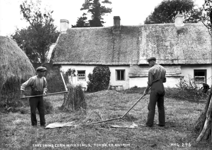 Framed Print : Threshing Corn With Flails, Toome, Co Antrim Framed Print : Threshing Corn With Flails, Toome, Co Antrim