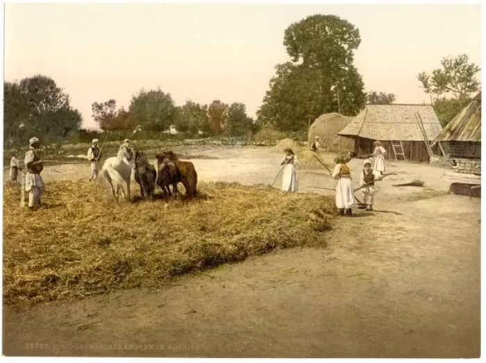 Framed Print : Threshing grain, Bosnia, Austro-Hungary Framed Print : Threshing grain, Bosnia, Austro-Hungary