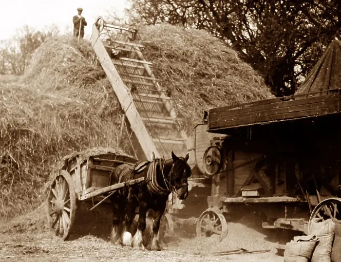 Framed Print : Threshing during haymaking, probably 1920s Framed Print : Threshing during haymaking, probably 1920s