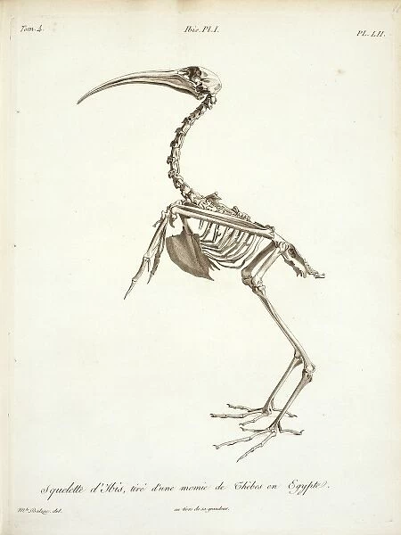 Threskiornis aethiopicus, sacred ibis skeleton