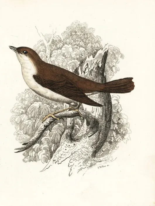 Framed Print : Thrush nightingale, Luscinia luscinia Framed Print : Thrush nightingale, Luscinia luscinia