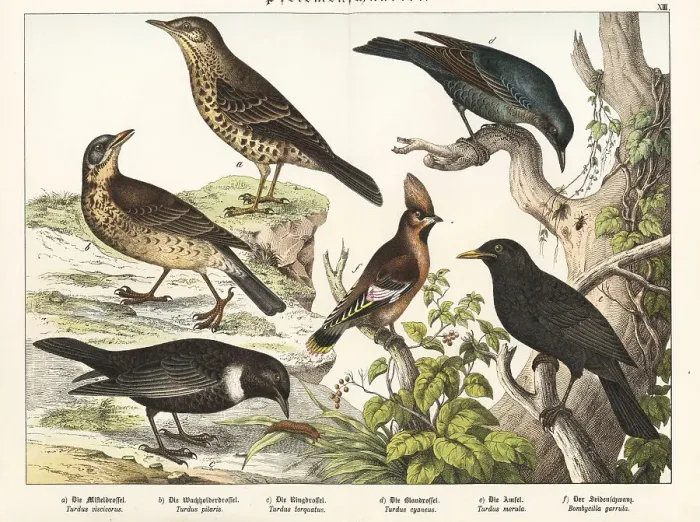 Framed Print : Thrushes, blackbird and Bohemian waxwing