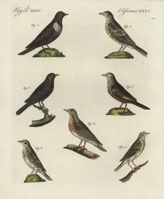 Framed Print : Thrushes, blackbird and ring ouzel Framed Print : Thrushes, blackbird and ring ouzel