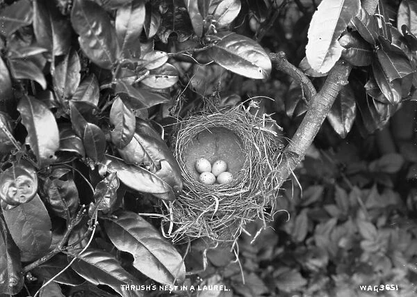 Thrushs Nest in a Laurel