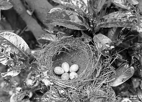 Thrushs Nest in a Laurel