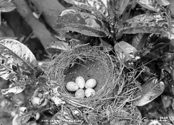 Framed Print : Thrushs Nest in a Laurel Framed Print : Thrushs Nest in a Laurel