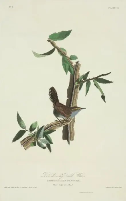 Framed Print : Thryomanes bewickii, Bewicks wren Framed Print : Thryomanes bewickii, Bewicks wren