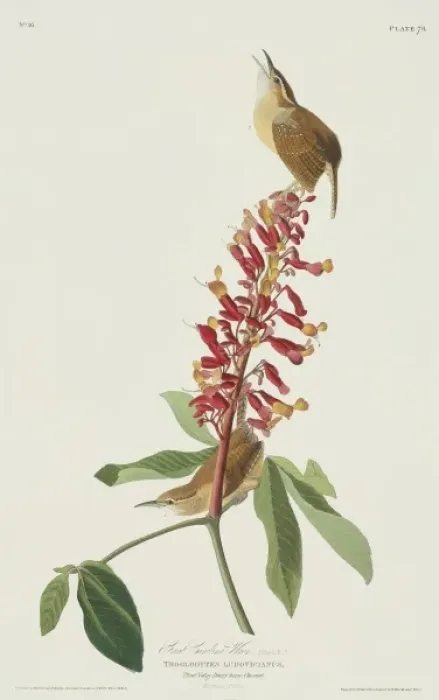 Framed Print : Thryothorus ludovicianus, Carolina wren Framed Print : Thryothorus ludovicianus, Carolina wren