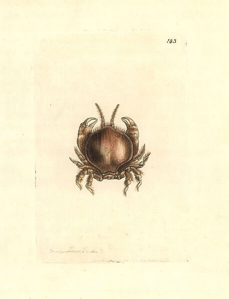Thumbnail crab, Thia scutellata