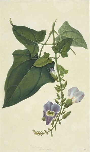 Thunbergia grandiflora, blue trumpet vine