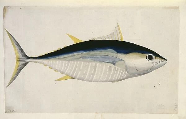 Thunnus albercares, yellowfin tuna