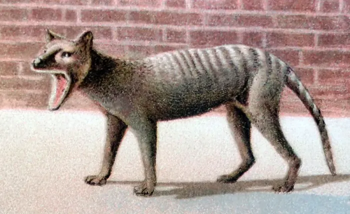 Framed Print : Thylacine Tasmanian Tiger at London Zoo, Victorian period Framed Print : Thylacine Tasmanian Tiger at London Zoo, Victorian period