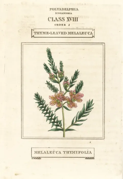 Framed Print : Thyme honey-myrtle, Melaleuca thymifolia Framed Print : Thyme honey-myrtle, Melaleuca thymifolia