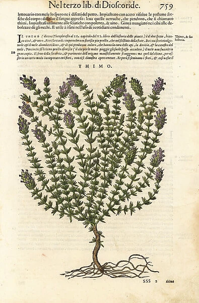 Thyme, Thymus vulgaris