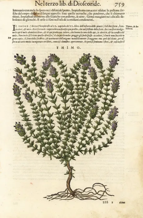 Framed Print : Thyme, Thymus vulgaris Framed Print : Thyme, Thymus vulgaris
