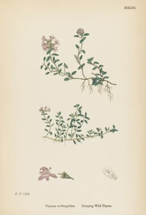Framed Print : Thymus Eu-Serpyllum Framed Print : Thymus Eu-Serpyllum