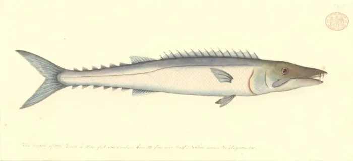 Framed Print : Thyrsites atun, barracuda Framed Print : Thyrsites atun, barracuda