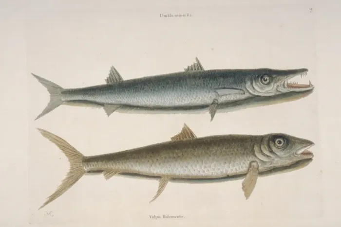 Framed Print : Thyrsites atun, barracuda & Albula vulpes, vulpis Framed Print : Thyrsites atun, barracuda & Albula vulpes, vulpis