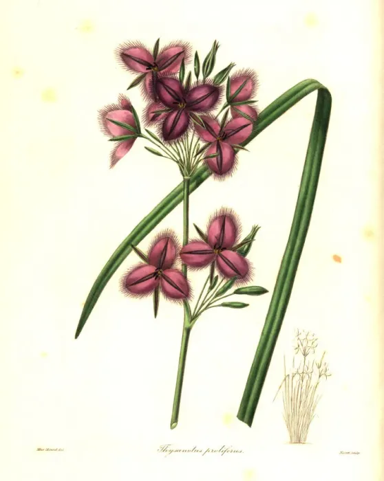Framed Print : Thysanotus multiflorus Framed Print : Thysanotus multiflorus
