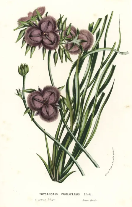 Framed Print : Thysanotus multiflorus Framed Print : Thysanotus multiflorus